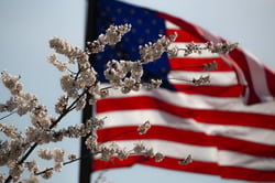 american-flag-flower-july-4th-1093645
